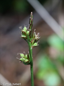 Carex pilulifera – ostřice kulkonosná