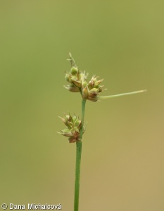 Carex pilulifera – ostřice kulkonosná