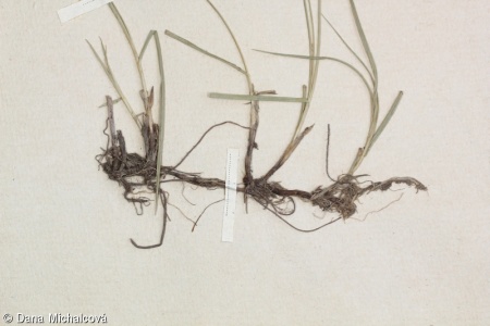 Carex praecox – ostřice časná