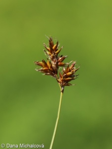 Carex praecox agg. – okruh ostřice časné