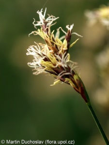 Carex praecox – ostřice časná