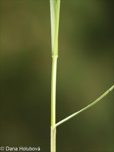 Carex praecox aggr.