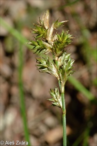 Carex pseudobrizoides – ostřice pískomilná
