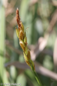 Carex pulicaris – ostřice blešní