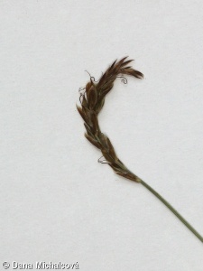 Carex pulicaris