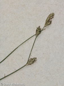 Carex remota – ostřice řídkoklasá