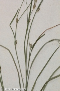 Carex remota – ostřice řídkoklasá