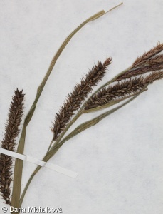 Carex riparia – ostřice pobřežní