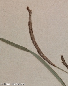 Carex rostrata – ostřice zobánkatá