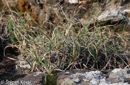 Carex rupestris – ostřice skalní