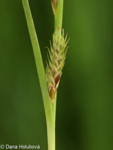 Carex secalina