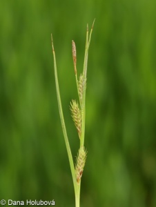 Carex secalina