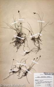 Carex stenophylla – ostřice úzkolistá