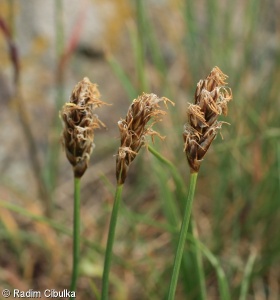 Carex stenophylla – ostřice úzkolistá