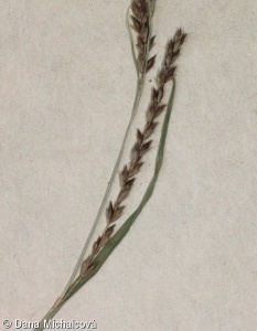 Carex strigosa – ostřice hubená