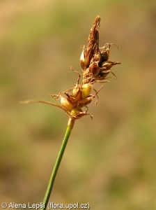 Carex supina – ostřice drobná