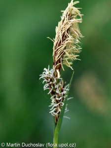 Carex filiformis