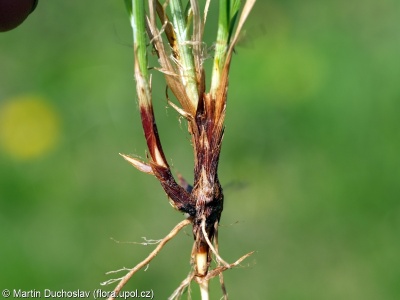Carex tomentosa – ostřice plstnatá