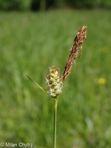 Carex tomentosa – ostřice plstnatá