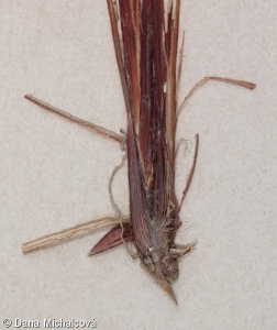 Carex filiformis