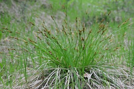 Carex umbrosa – ostřice stinná