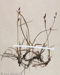 Carex vaginata – ostřice pochvatá