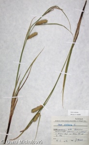 Carex vesicaria – ostřice měchýřkatá
