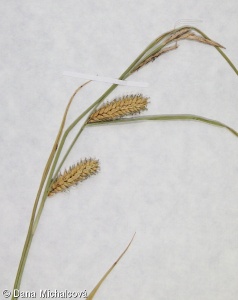Carex vesicaria – ostřice měchýřkatá