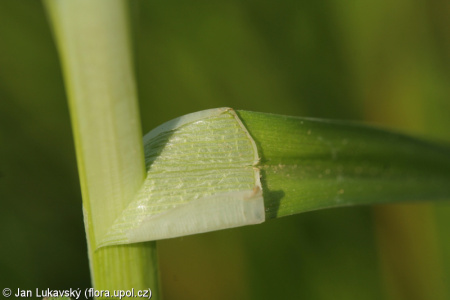 Carex vulpina agg. – okruh ostřice liščí