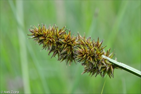 Carex vulpina agg. – okruh ostřice liščí