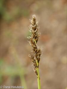 Carex vulpina – ostřice liščí