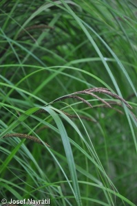 Carex ×vratislaviensis – ostřice Buekova × o. štíhlá