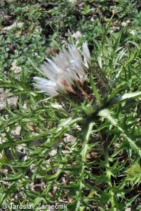 Carlina acaulis subsp. caulescens – pupava bezlodyžná prodloužená
