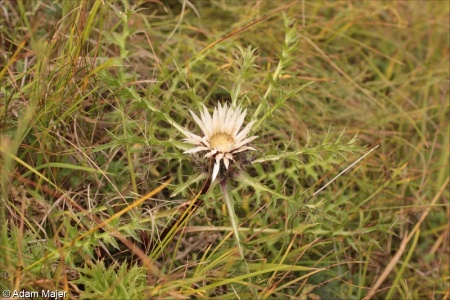 Carlina acaulis subsp. caulescens