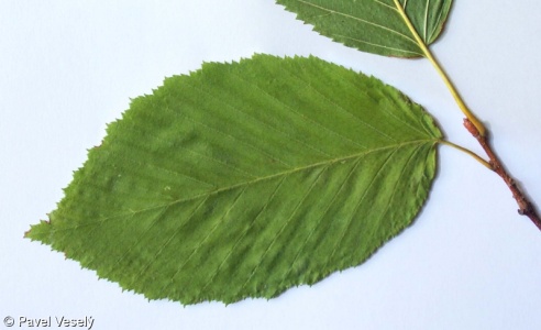 Carpinus betulus – habr obecný