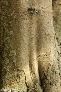 Carpinus orientalis