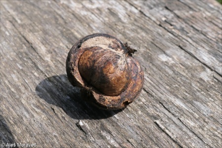 Carya ovata – ořechovec vejčitý