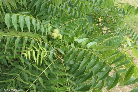 Carya ovata – ořechovec vejčitý