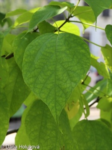 Catalpa speciosa