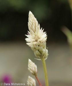 Celosia argentea – nevadlec hřebenitý