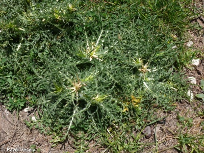 Centaurea calcitrapa – chrpa sikavice