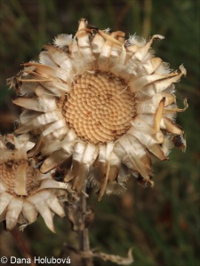 Centaurea calocephala