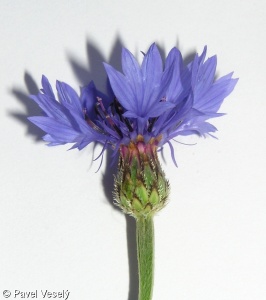 Centaurea cyanus – chrpa modrá