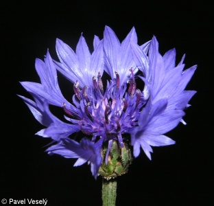Centaurea cyanus – chrpa modrá