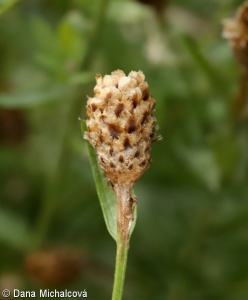Centaurea jacea subsp. angustifolia – chrpa luční úzkolistá