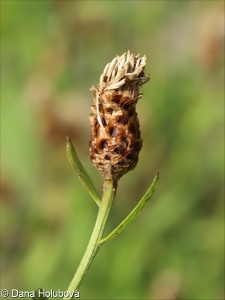 Centaurea jacea subsp. jacea – chrpa luční pravá