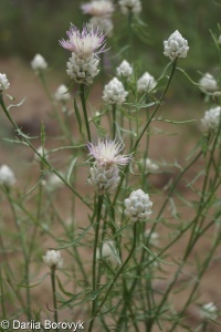 Centaurea margaritacea aggr.