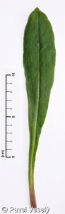 Cyanus montanus aggr.