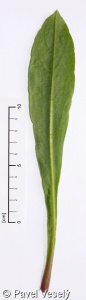 Centaurea montana agg. – okruh chrpy horské