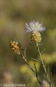 Centaurea margaritacea aggr.